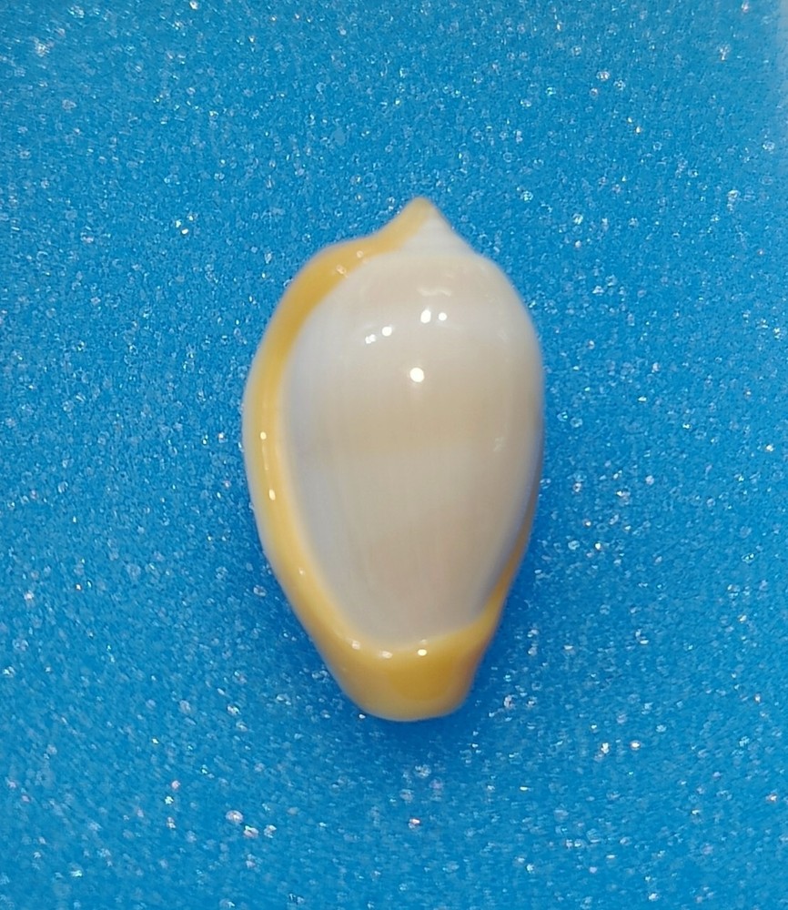 Formosa/SEASHELL/Prunnum cincta 21.9mm. Senegal.