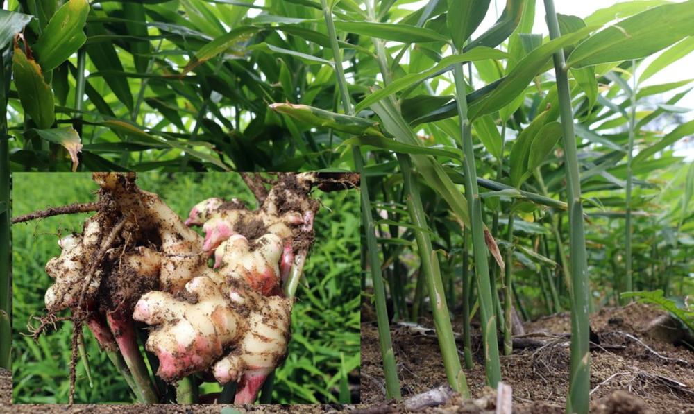 0.5- 7 Ibs - Fresh Ginger Root Organic USDA Certified