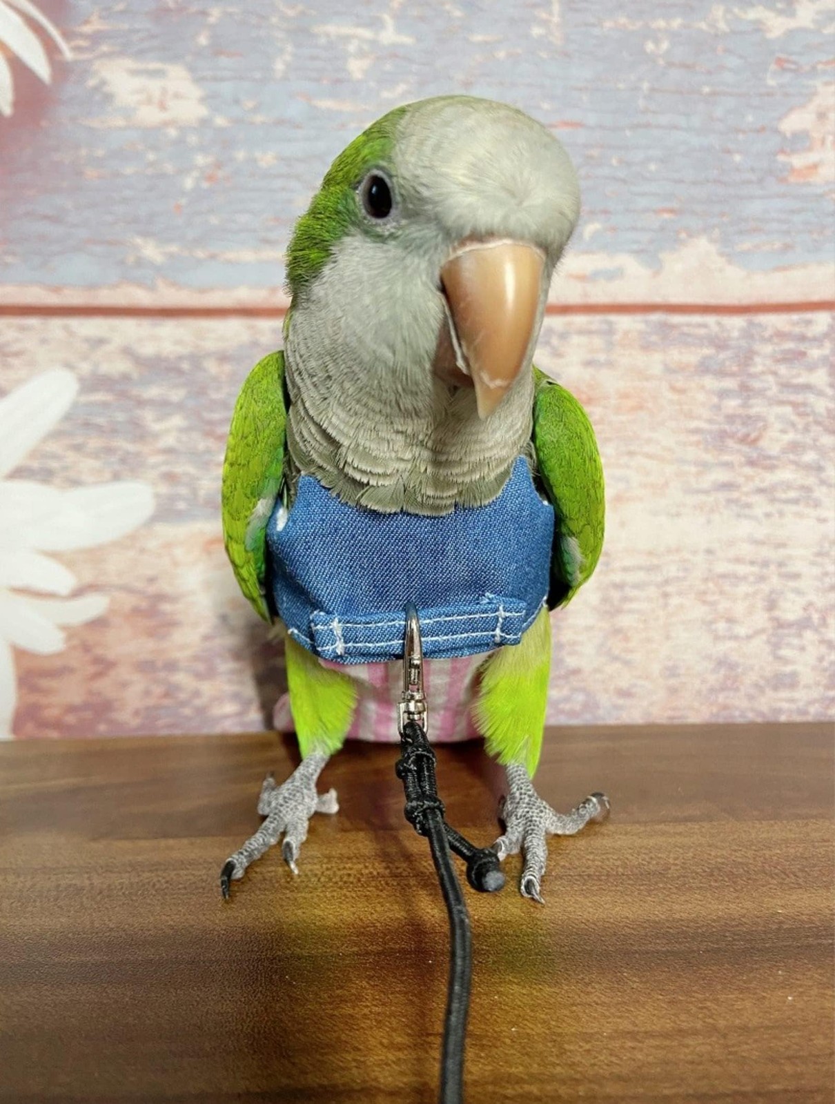 Bird Flight Harness Vest, Parrot Suit with Leash for Cockatiels Conures Budgi...