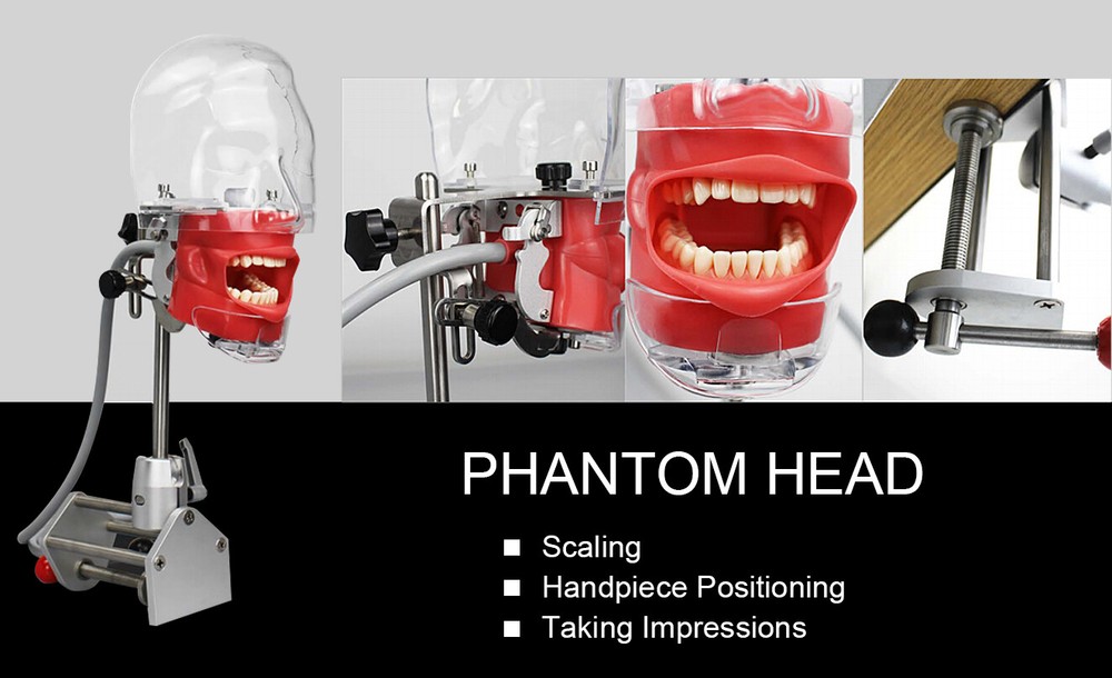 Dental Phantom Head Model&Replacement Manikin Teeth Silicone Model Fixed on Desk