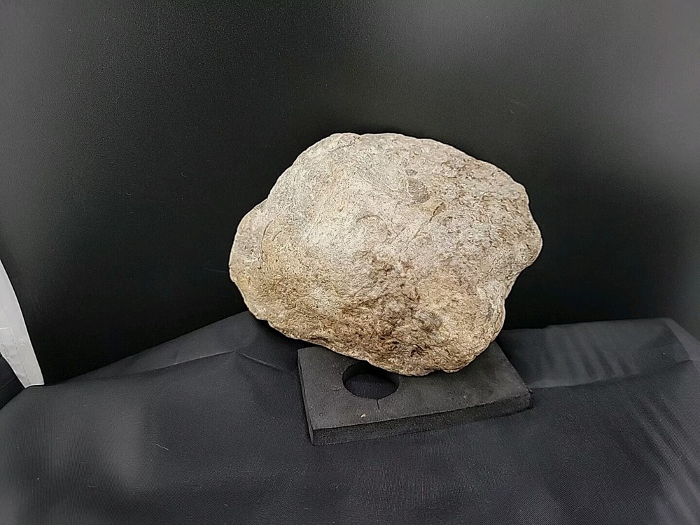 fossilized clam shell