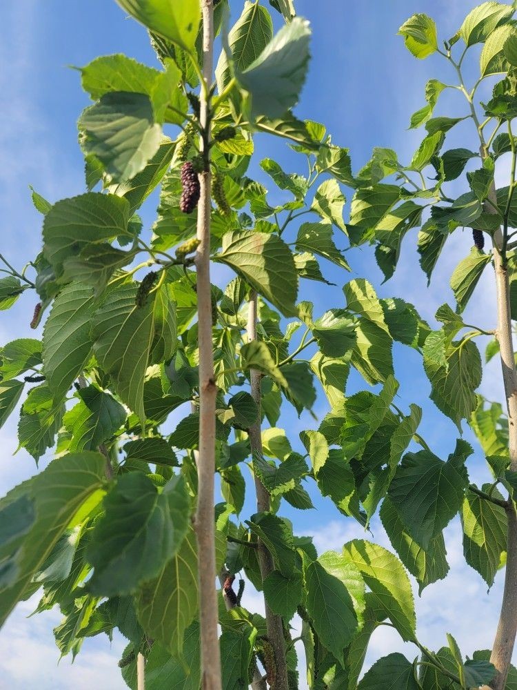 1 Pakistan Mulberry Starter Plug Morus macroura