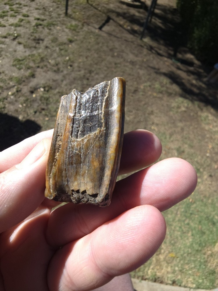 Horse Molar Tooth Fossil