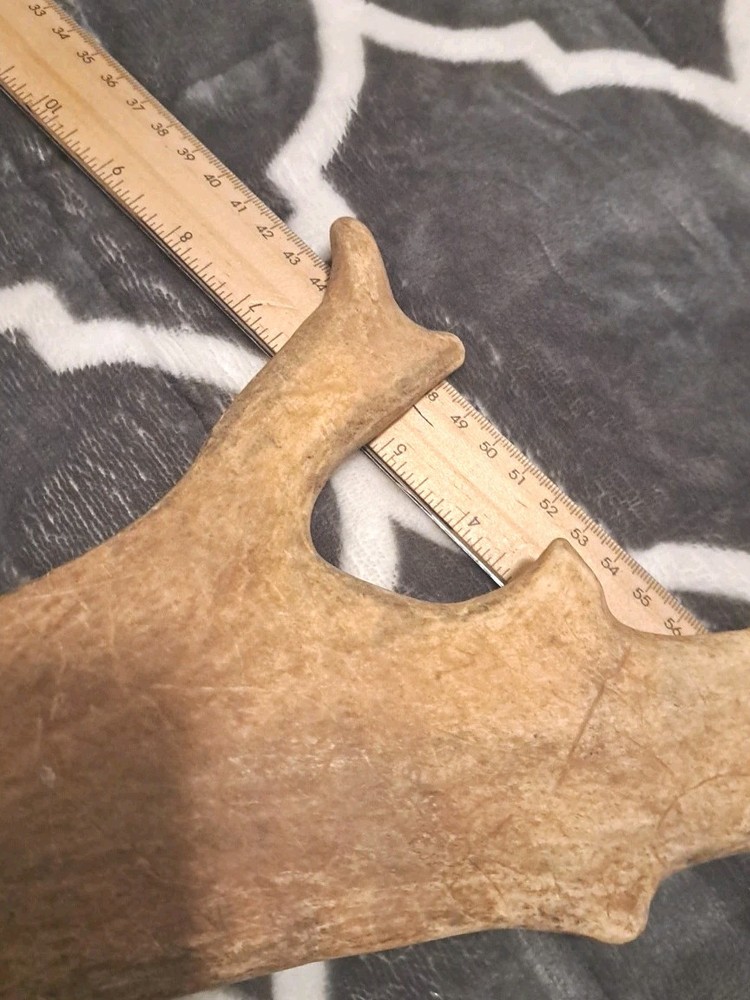 One Fallow Deer Antler. Appx 19 Inch Long.