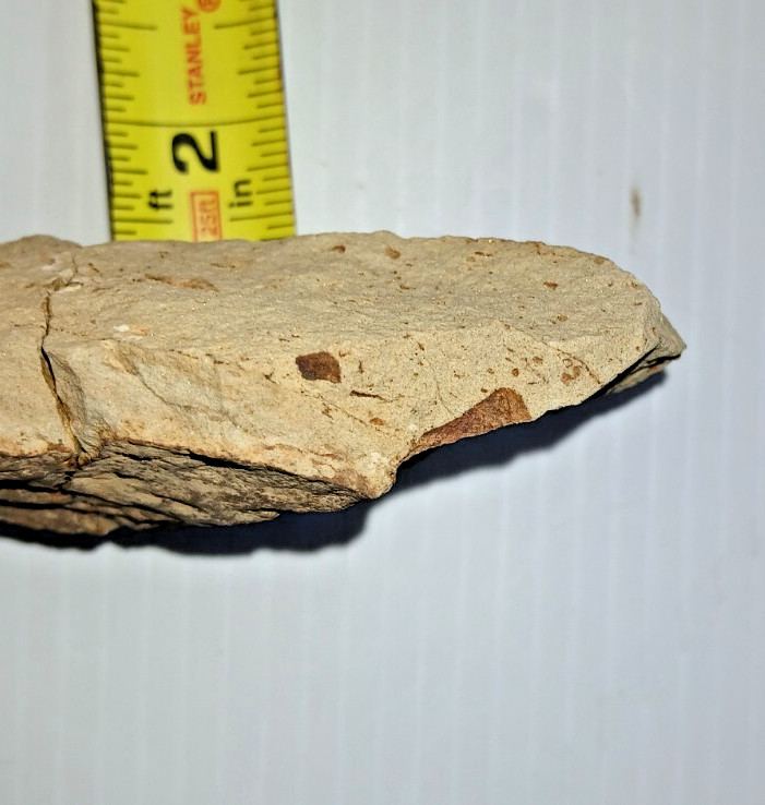 Starfish Fossil