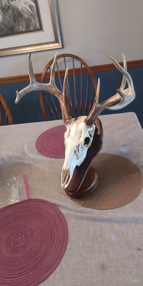 Handcrafted solid lumber (not a panel) European Deer Skull Mount Plaque.
