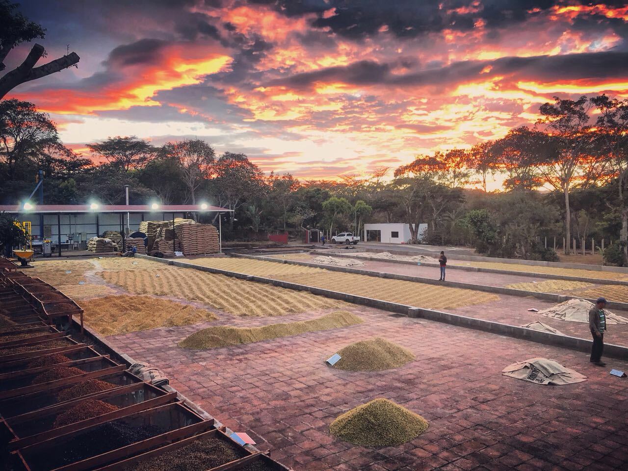 Brazilian JAZBLU Coffee Beans Peaberry Medium Roasted 2 ,5, 7 & 10/ 1 Pound Bag