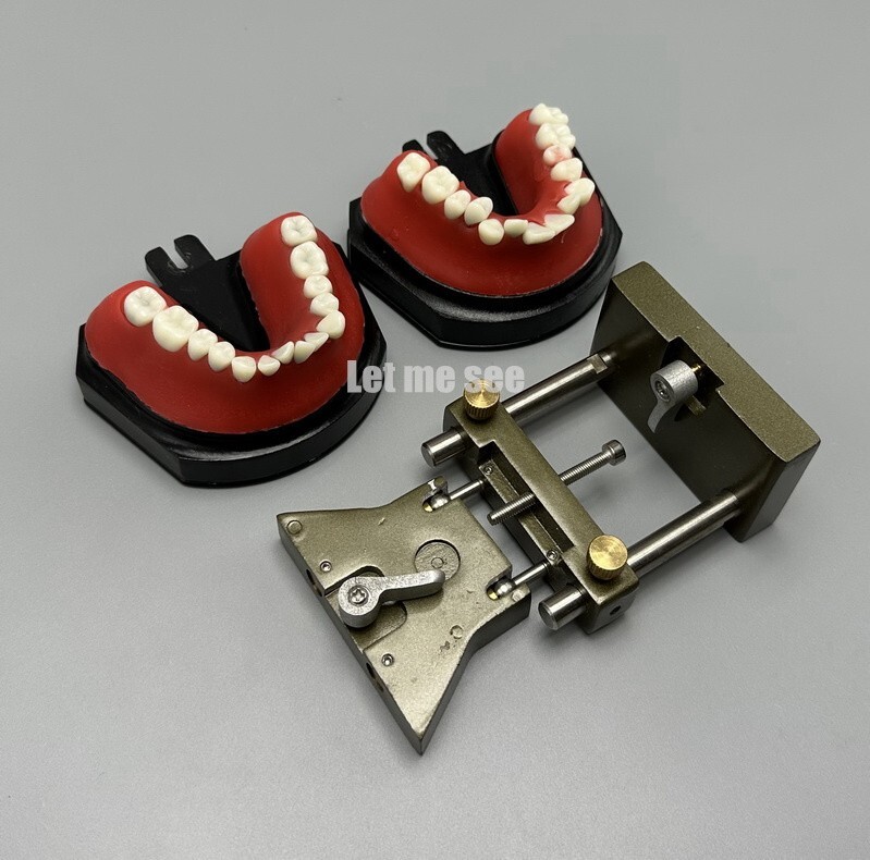 1set Dental Orthodontic Simulator Training Teeth Model Typodout Model