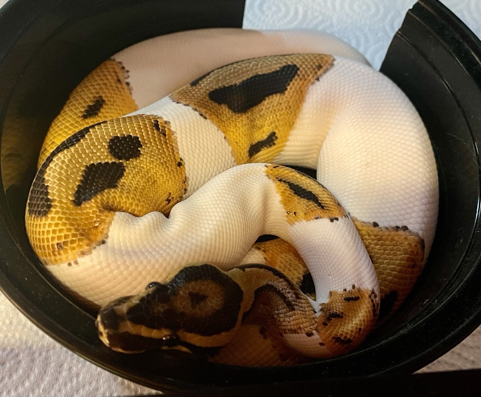Snake Skins Ball Python 2025 OD Pied And OD Yellow belly