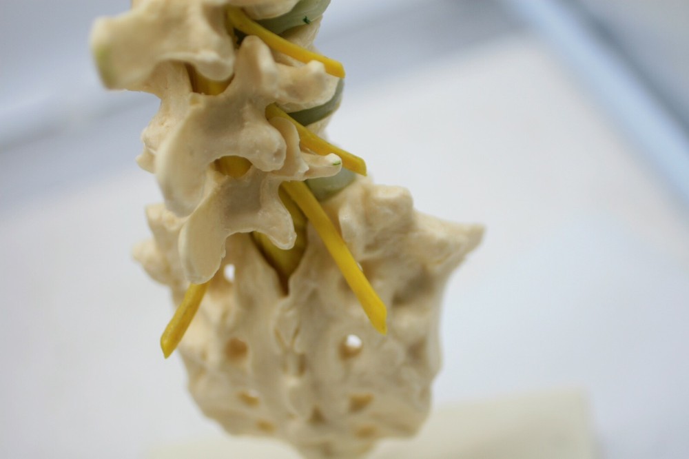Voltaren GEIGY Vertebral Column Anatomical Model E1