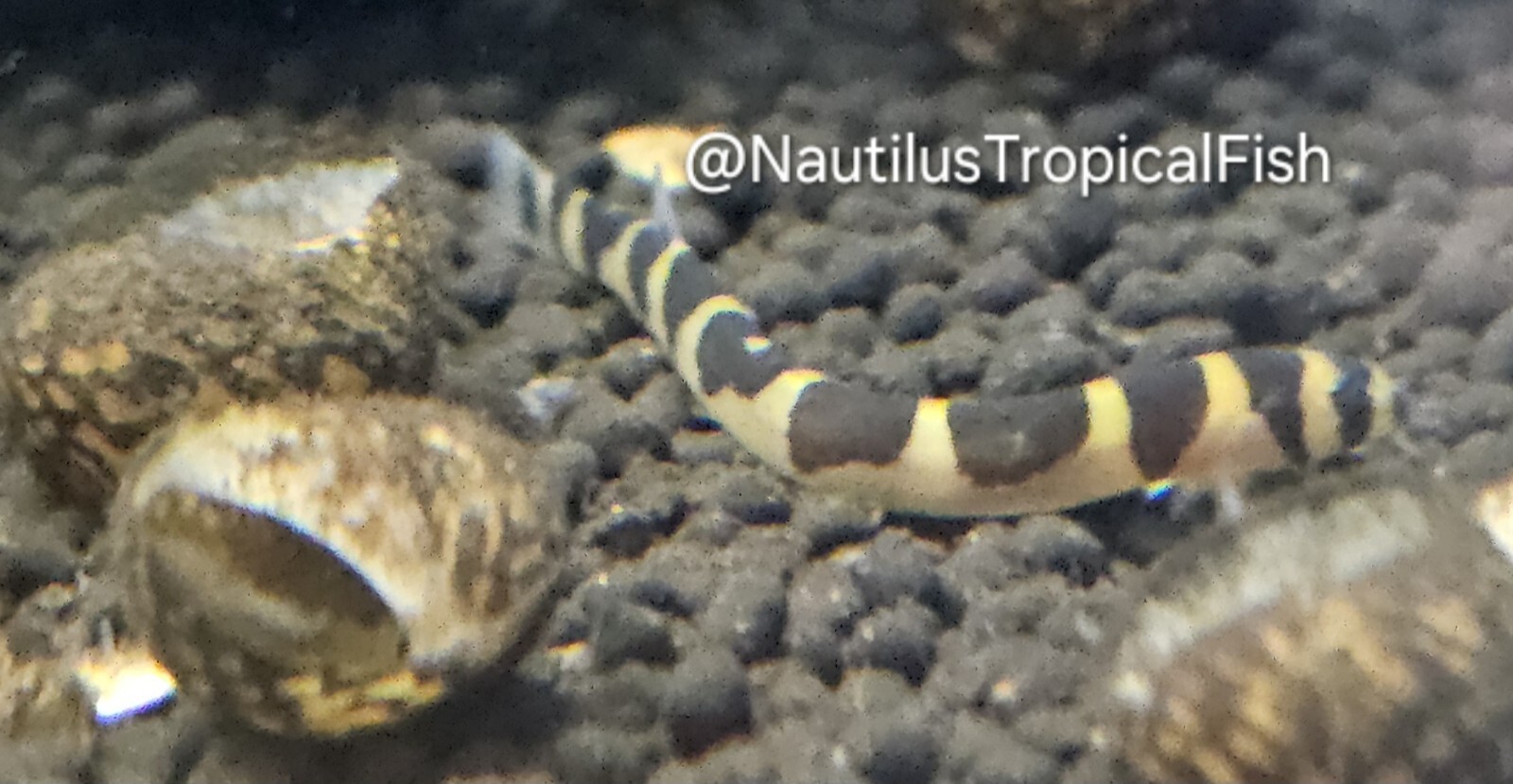 Kuhli Loach - Quarantined & healthy!2 day UPS live arrival guaranteed!
