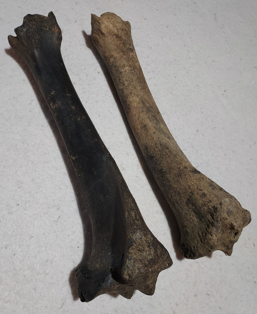 Bison Left & Right Tibia Bone Fossil from Ice Age