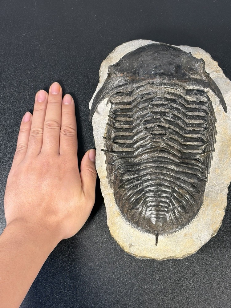 trilobite