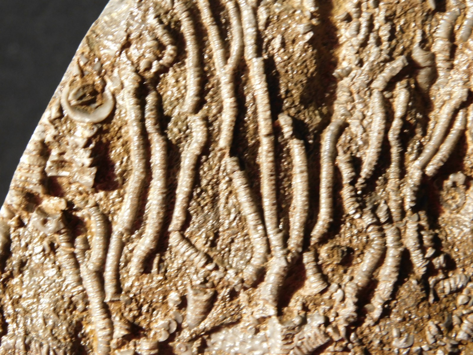 Larger! 430 Million Year Old! CRINOID Fossil or Sea LILY Fossil Morocco 601gr