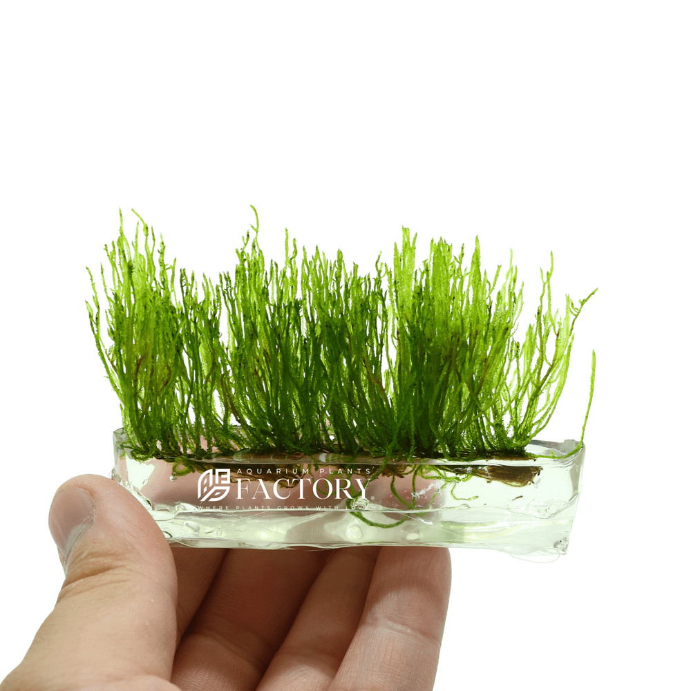 Java Moss Tissue Culture | Aquarium Plants Factory®