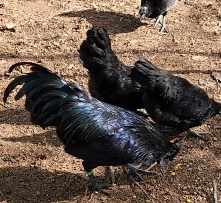 Ayam Cemani 12 Hatching Eggs – Fresh Fertile – Shipped 1–2 Days Old