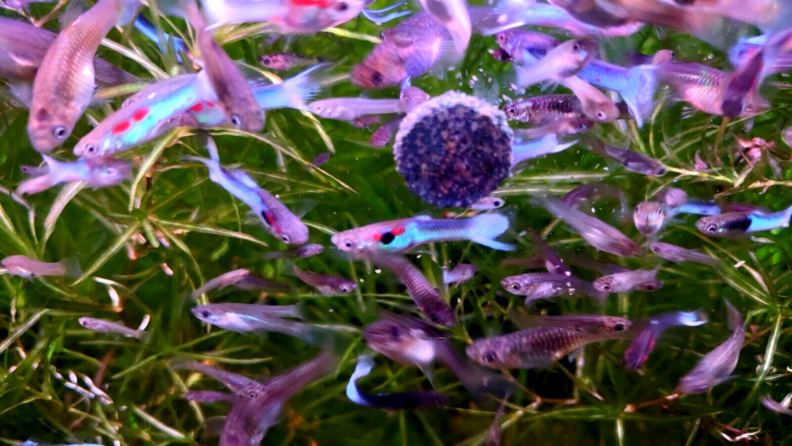 Neon Sky Blue Endler's - 3 PAIR's total (2 Pairs + 1 Free Pair (3M/3F))