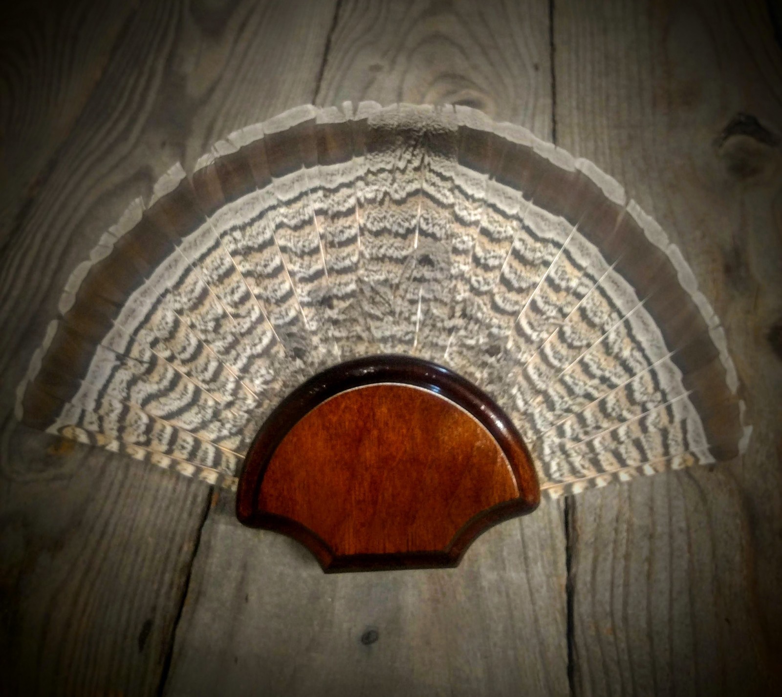 BLACK WALNUT GROUSE FAN TAIL  DESK SHELF PANEL PLAQUE TAXIDERMY GROUSE TROPHY