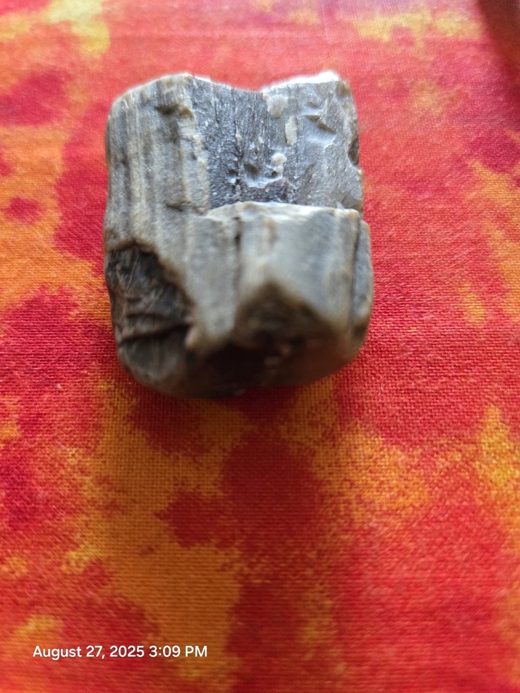 petrified wood