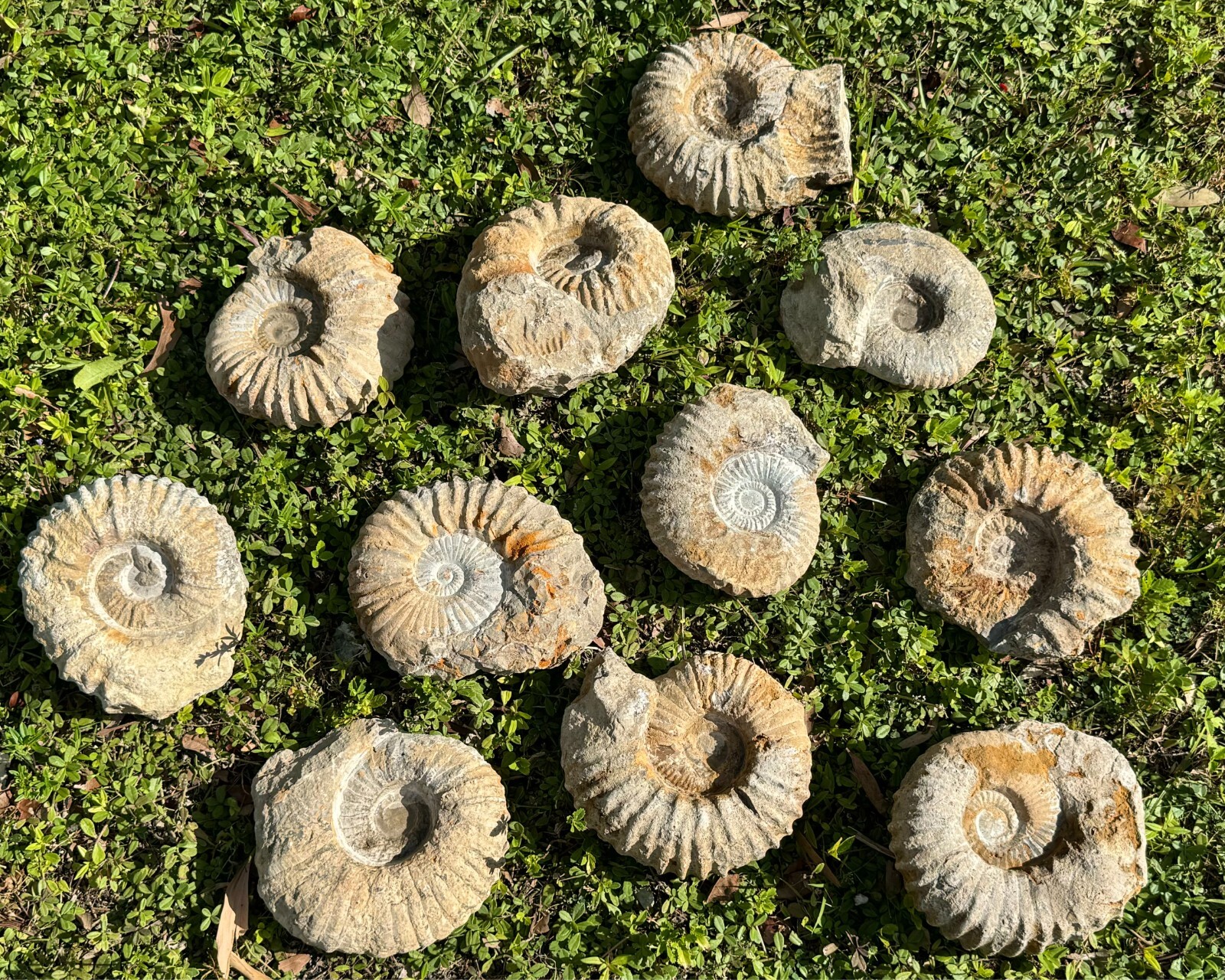 Jumbo Natural Ammonite Fossils From Morocco, 6 - 8" Raw Ammonite Specimens