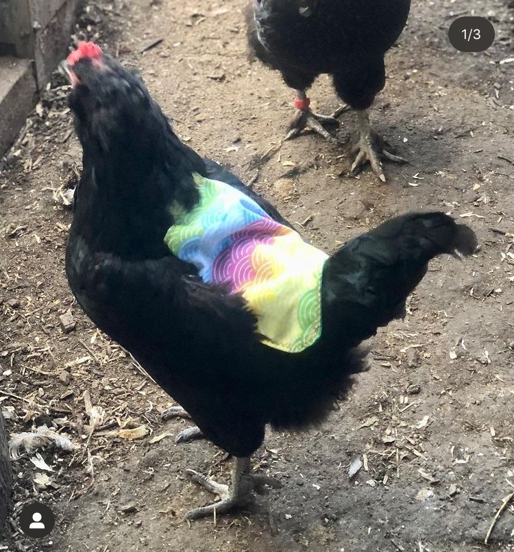 Elasticated Chicken Saddle |Apron Hen Feather Protector Ducks Poultry  Egg Layer