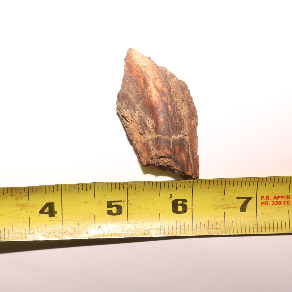 Dinosaur Vertebrae Process - Great - Beautiful - Hell Creek Formation Cretaceous
