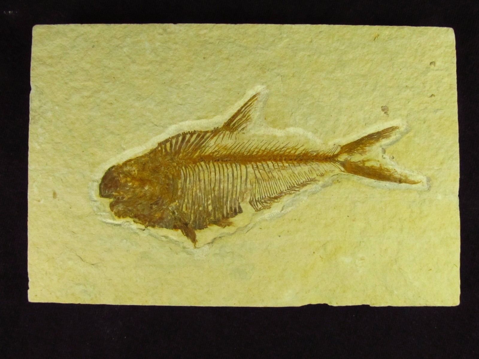 A Grade Diplomystus dentatus Fossil Fish Green River Formation Wyoming