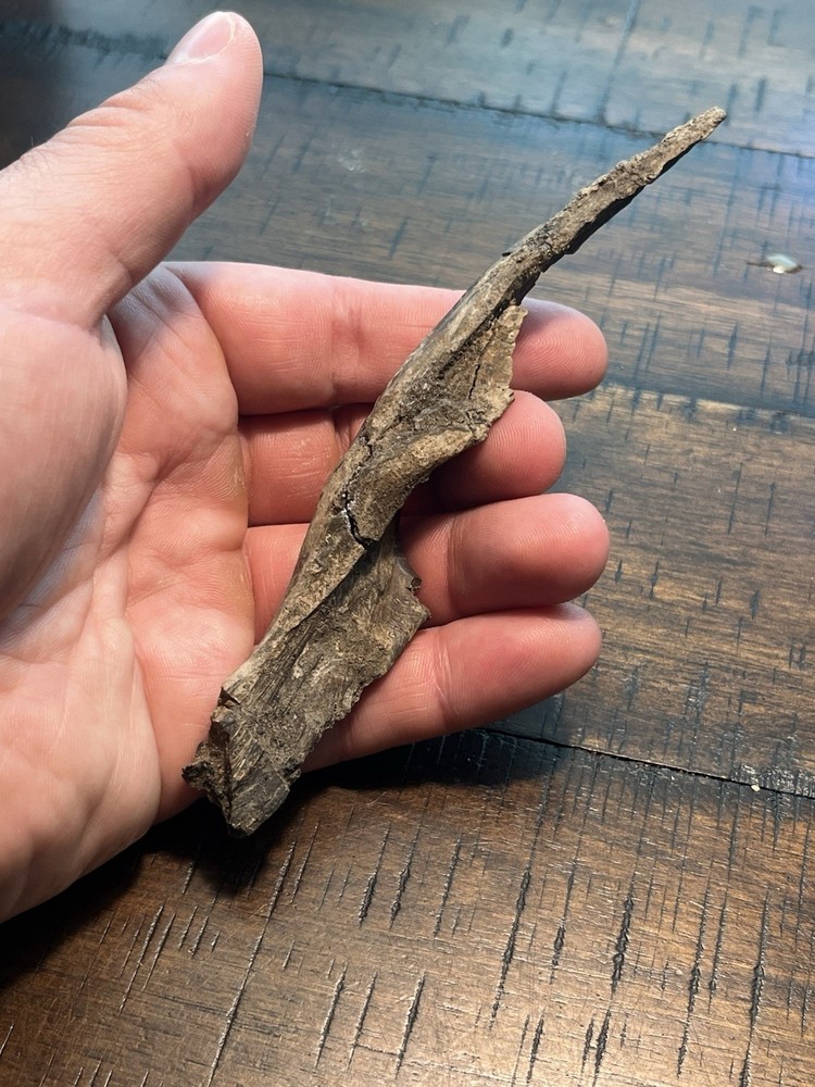 Crocodile Angular Lower Jaw Bone Dinosaur Age Fossil Hell Creek Form SD