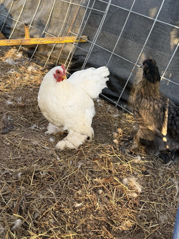 Bantam Cochin Fun Pen