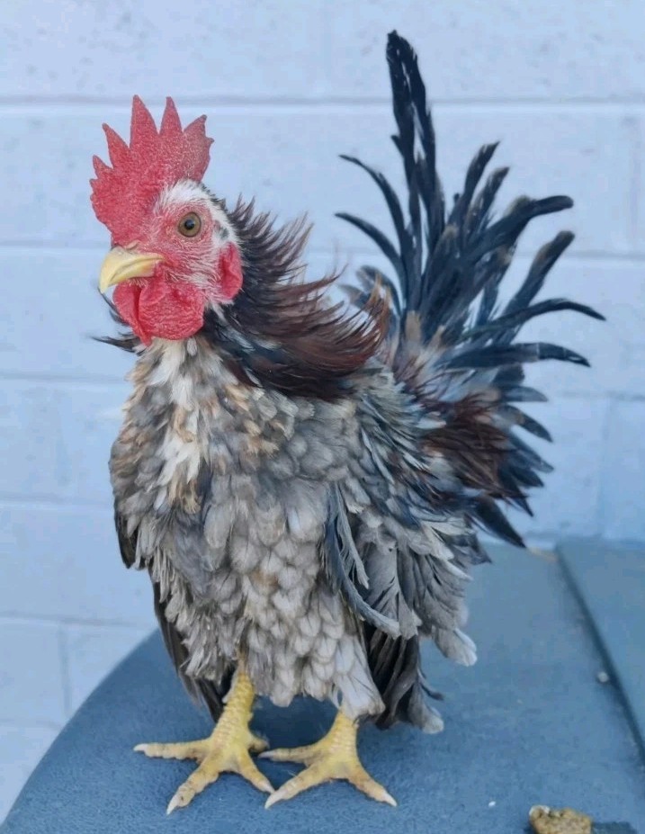 6+ Serama Hatching Eggs. Smooth and frizzle