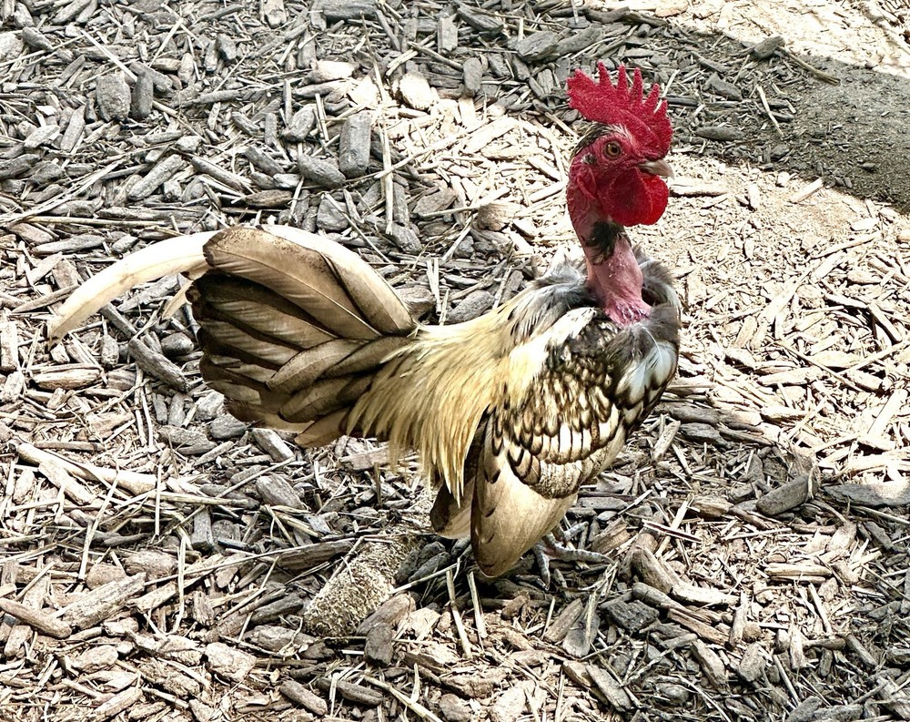 kikiriki hatching eggs 6++ PLEASE READ THE DESCRIPTION