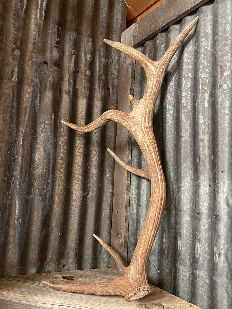Very Cool Elk Shed ~ Antler