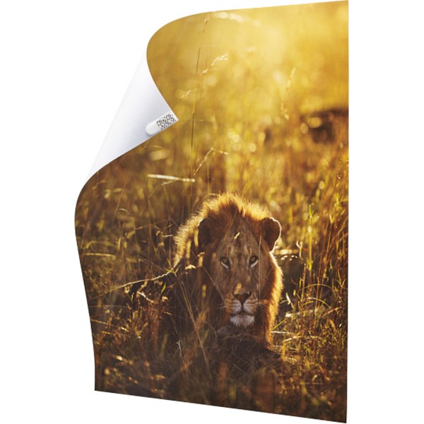 Command Adhesive Poster Strip - Removable - 48 / Pack - White (17024VP)