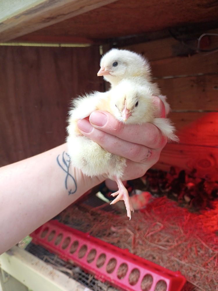 6++ White Leghorn hatching eggs
