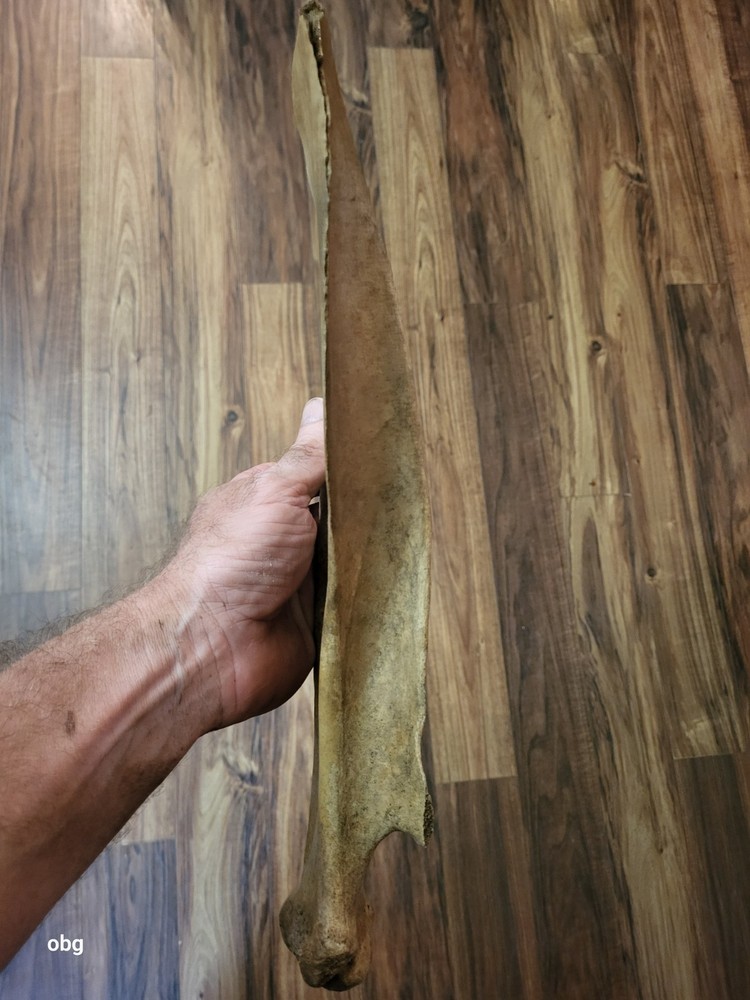 Historic Bison SHOULDER BLADE scapula