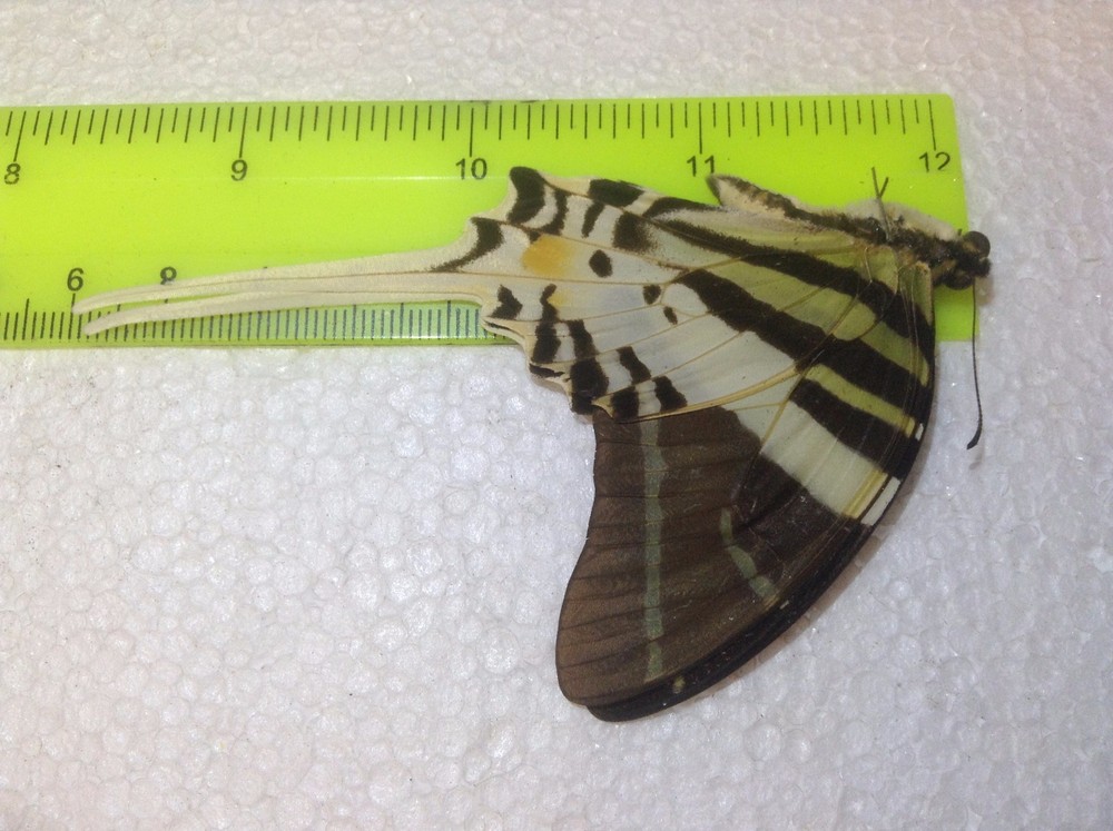 IND 00 A+/ A Graphium androcles Swordtail JUMBO Papilio