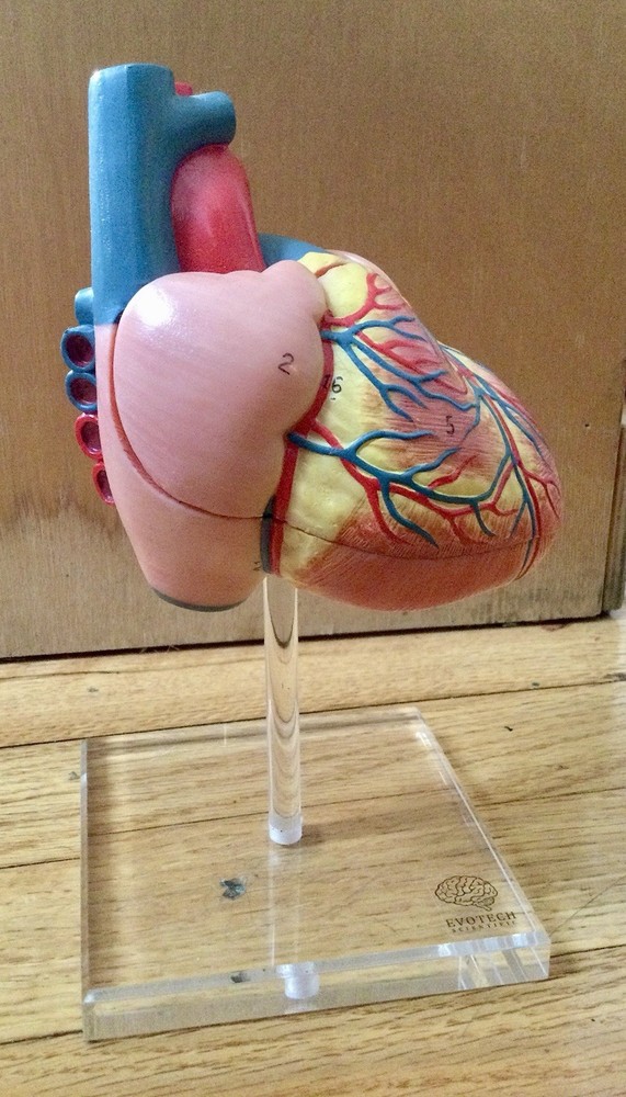 EVOTECH Scientific Anatomical Heart Model Dissectible Educational Display