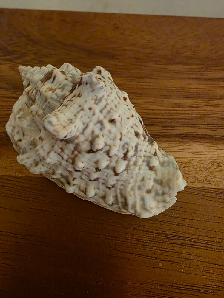 Ocean Seashell Lot - Estate Find