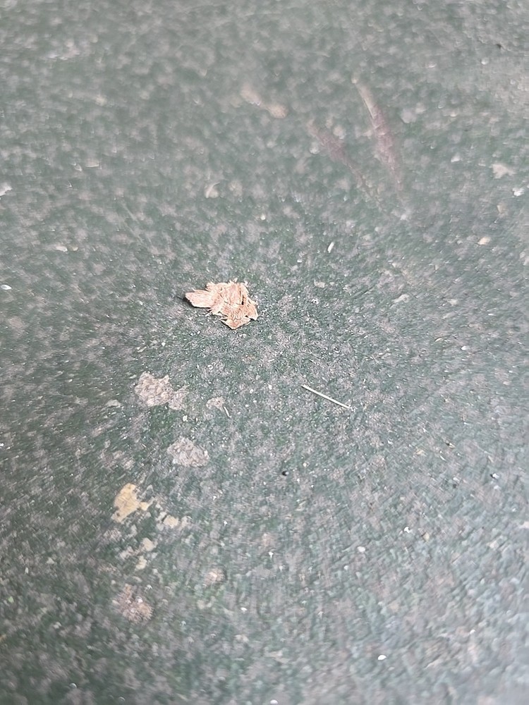 Small Peice Of Dust