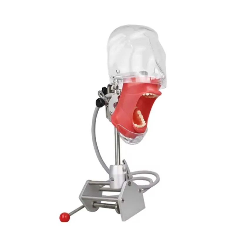 Dental Head Model Simulator Manikin Phantom With Bench Mount 28Pcs Teeth