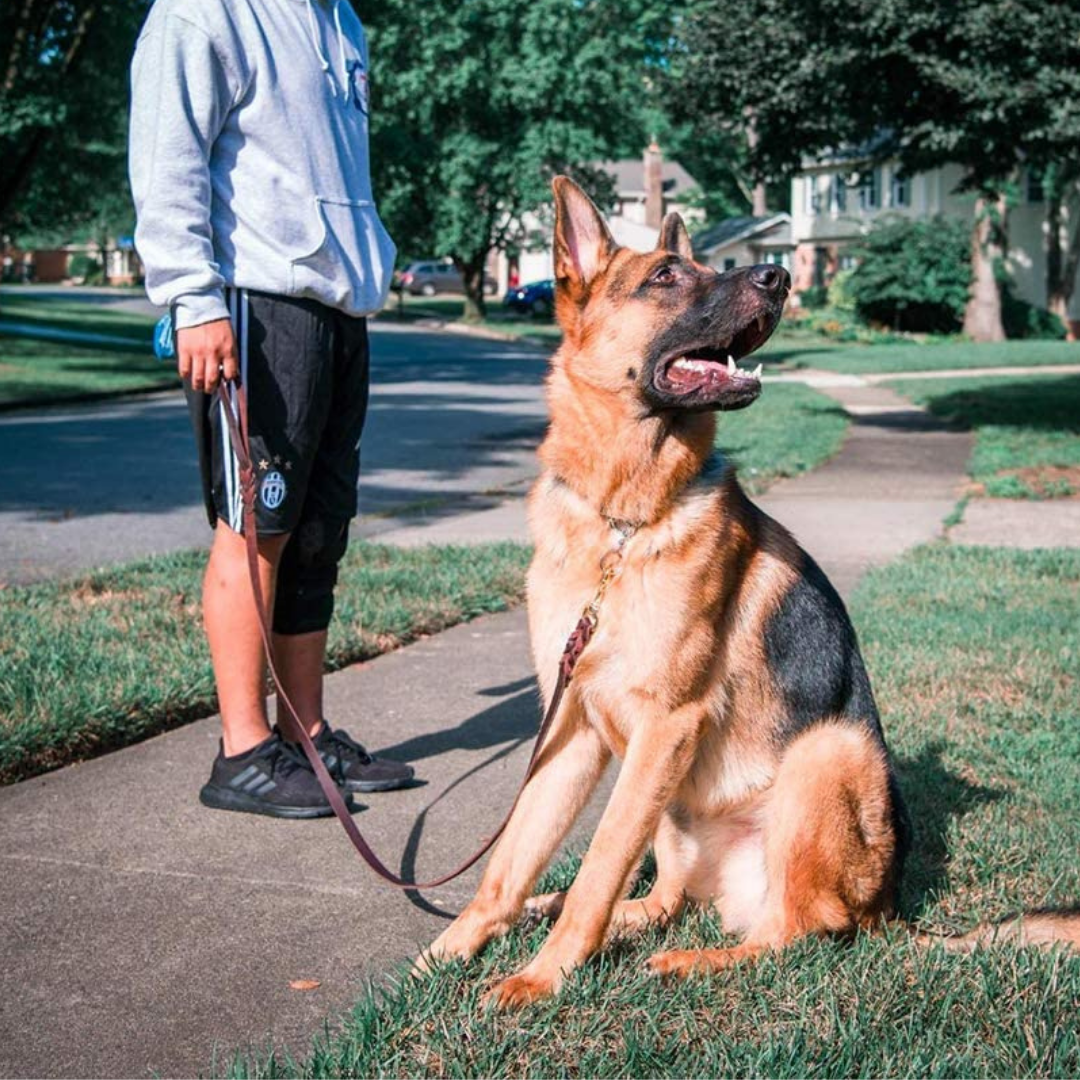 Genuine Leather Dog Leash Braided Heavy Duty Training Lead for Medium Large Dogs