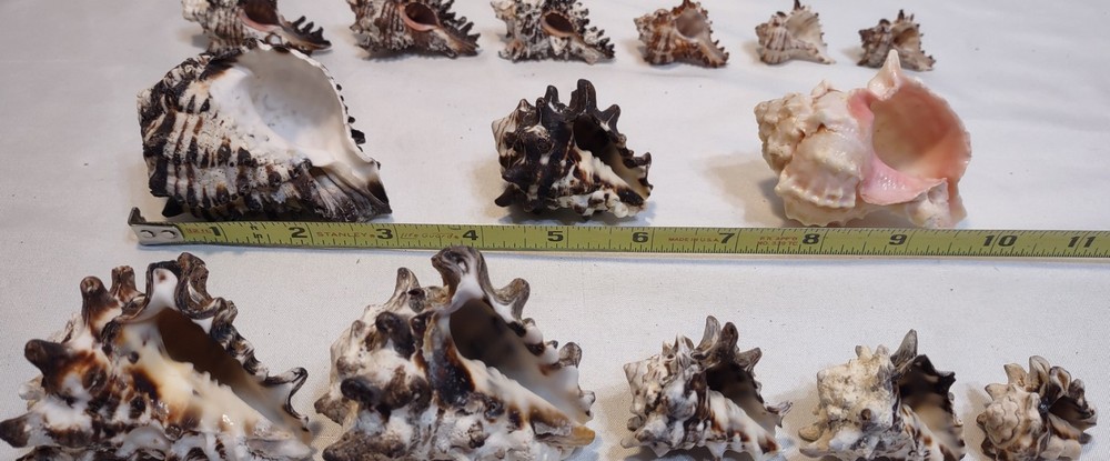 18pc Natural Murex Seashells Crafts Nautical Decor