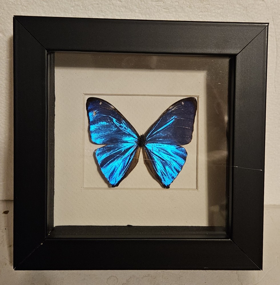 Real framed Aega morpho in Custom shadowbox