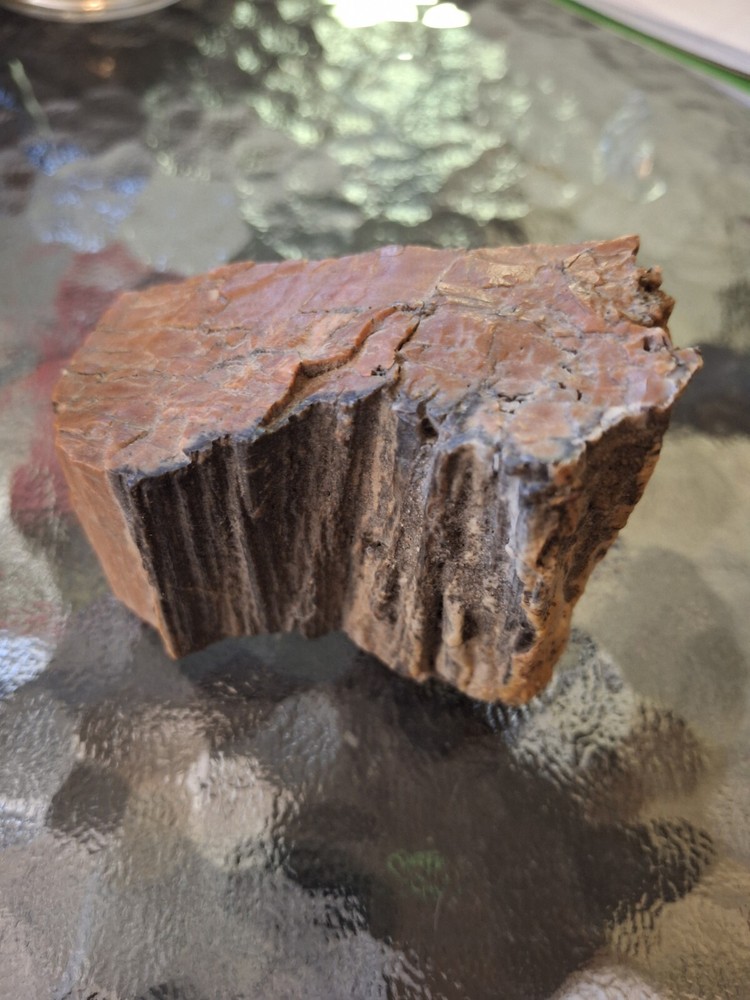 Petrified Wood From Out West USA.