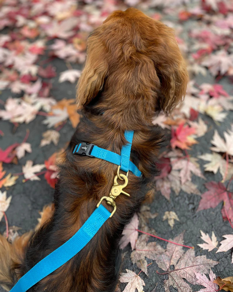 NWT Django Adventure Dog Harness - Pacific Blue