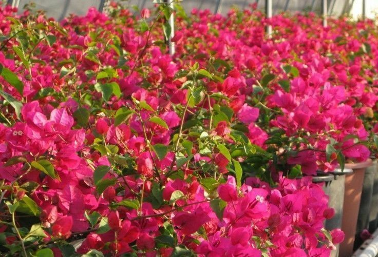 Bougainvillea - 'San Diego Red'