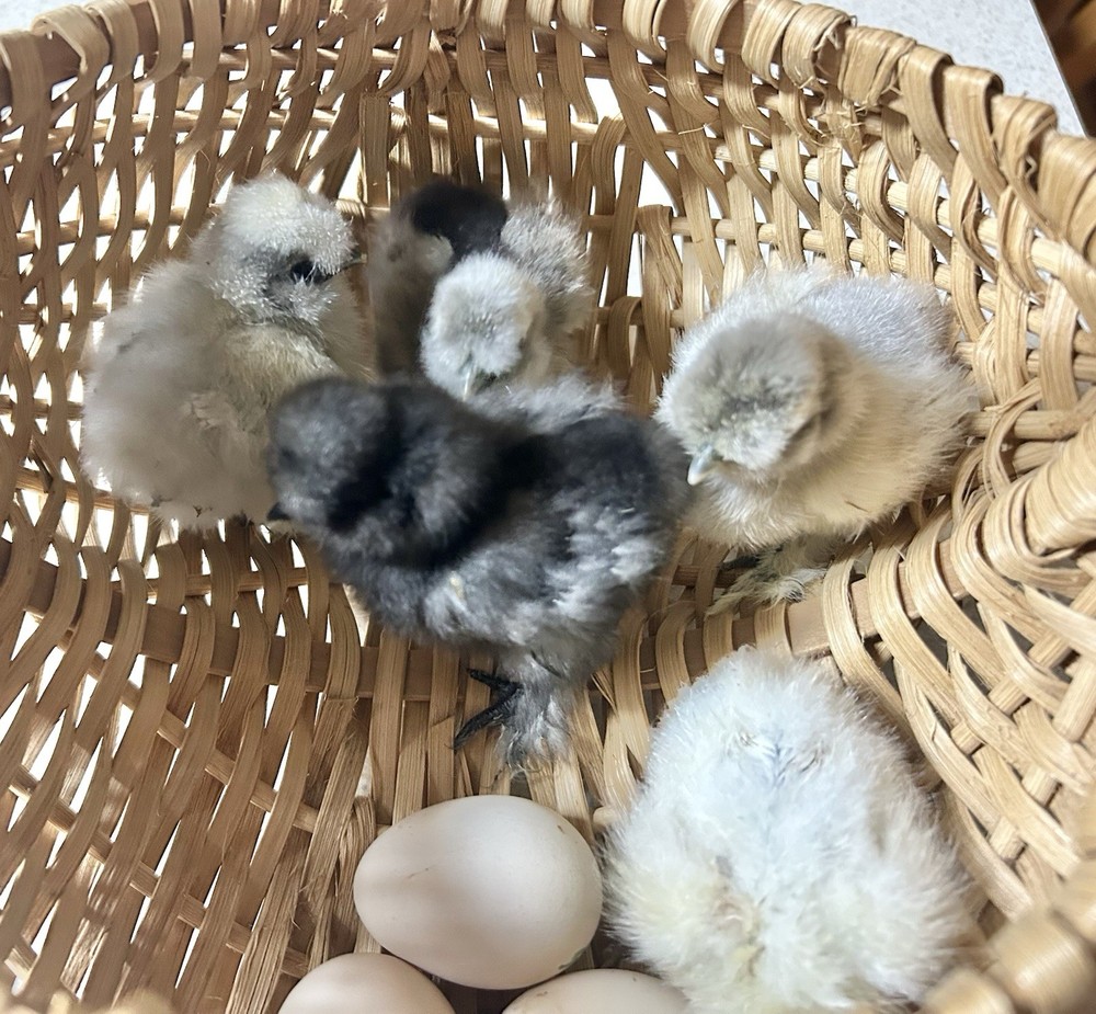 4+ Fertile Silkie Hatching Eggs NPIP