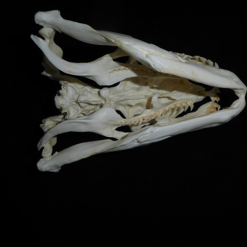 PYTHON SKULL REPLICA