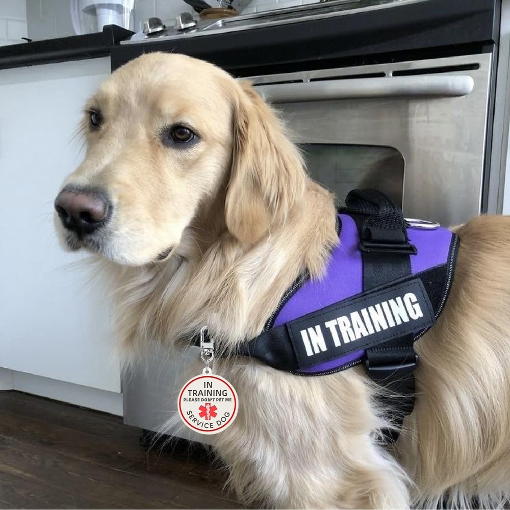 2 Pcs Service Dog in Training Patch Removable ID Tag for Collar Harness