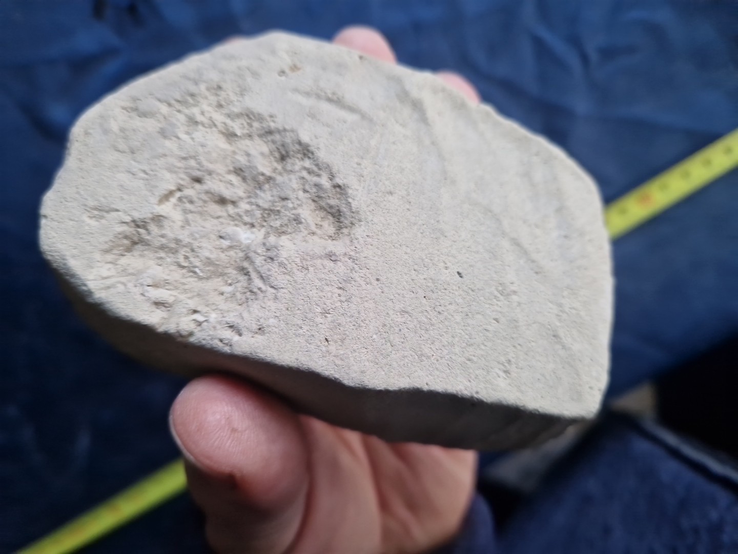 MASSIVE, LARGE, fossil CRAB from Java, Indonesia good details, great claws!